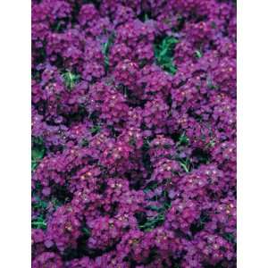   Deep Purple Nice Garden Flower 600 Seeds Patio, Lawn & Garden