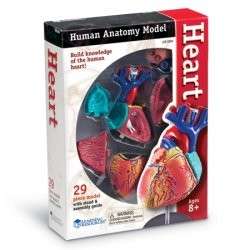 Human HEART Model Anatomy science Biology Medical Teacher Learning 