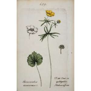   Buttercup Botanical Print   Hand Colored Lithograph