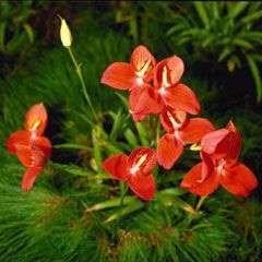 Disa polygonoides   orchid   orchids   20 seeds  