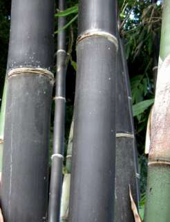 Gigantochloa atroviolacea   Java black bamboo  15 seeds  