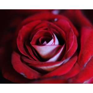  A Red Rose Center Giclee print