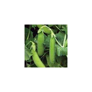  Cascadia Pea Seed Pack Patio, Lawn & Garden