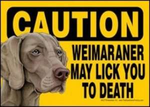 Weimaraner May Lick You to Death Dog Sign 5 x 7  