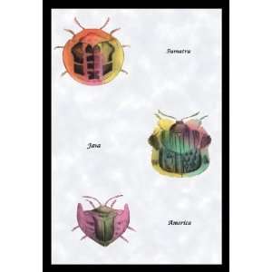   Beetles of Sumatra Java and America #1 24x36 Giclee: Home & Kitchen