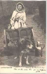 FC802 Belgium 1900s Dog Drawn Cart Milk Maid Milk Jugs  