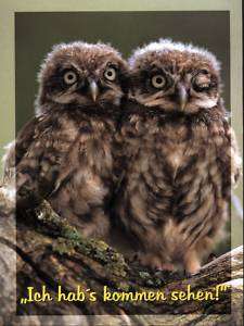 Spruch   Ansichtskarte zwei kleine Eulen   two owls  