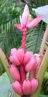 Gespensterpflanze   Blaugurke   rosa Banane Pflanzen die nicht jeder 