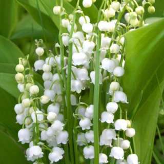 Lily of Valley   Pack of 20 Plants 70308  