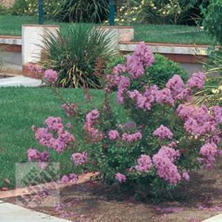 Tree Town USA Crape Myrtle, Pink Velour LAGIN12BR1218IN at The Home 