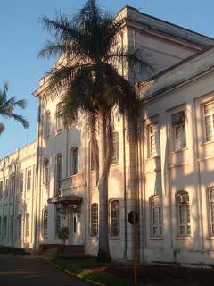 Le Palmier Royal de Cuba comporte un gros tronc blanc semblable à une 