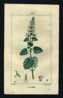   LE CATAIRE OU CHATAIRE Botanique plante gravure de 1815
