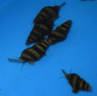 Assassin Snails for Freshwater Plant Aquarium foru  
