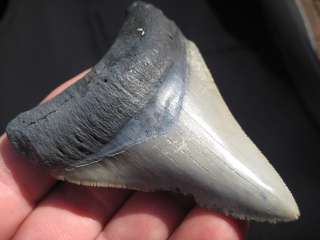 16 MEGALODON SHARK Tooth Fossil BV Teeth VENICE USA  