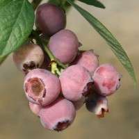   Pink Champagne Blueberry Plant   The First Frosted Pink Blueberry