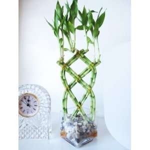     Live 8 Braided Lucky Bamboo Plant Arrangement w/ Pebble & Vase