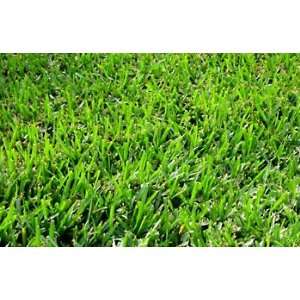  Coated Bermuda Grass Seed  10# Bulk Pounds Patio, Lawn & Garden