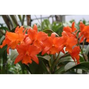    HCC/AOS Cattleya Orchid Plant  Grocery & Gourmet Food