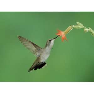  Hummingbird Feeding on Scarlet Gilia, Paradise, Chiricahua 