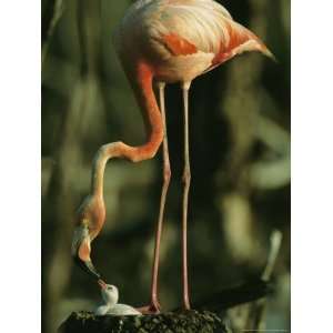 Caribbean Flamingo Stands on its Nest and Feeds its Chick National 