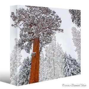 SEQUOIA GIANT TREE Winter Abstract Snow Landscape CANVAS PHOTOS PRINT 