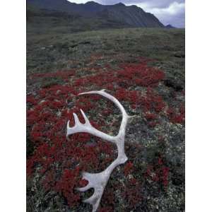 Antler Amid Alpine Bearberry, Brooks Range, Arctic National Wildlife 
