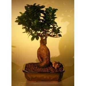 Bonsai Boys Ginseng Ficus Bonsai Tree ficus retusa:  