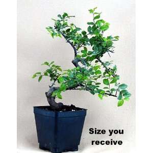   Chinese Bird Plum Bonsai Tree   Sageretias Patio, Lawn & Garden