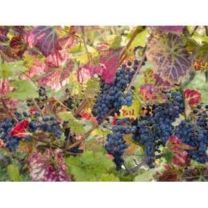  Autumn Grapes and Vines, Denbies Vineyard, Dorking, Surrey 