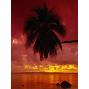  Silhouette of Overhanging Palm Tree, Colourful Sunset 