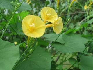 Morning Glory Yellow Trumpet Lutea 8 seeds  